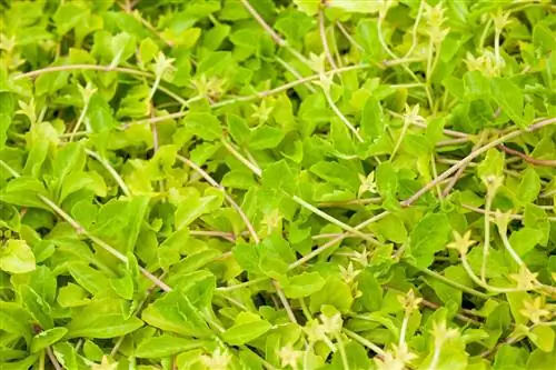 Мазус стелющийся: красивый зеленый ковер с продолжительным цветением