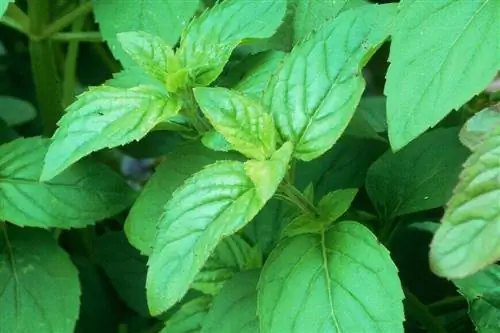 Mentha aquatica, водное растение