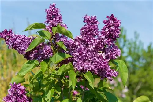 Сирень: популярный весеннецветущий кустарник