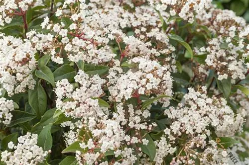Оловянный лавр: средиземноморский кустарник, цветущий зимой