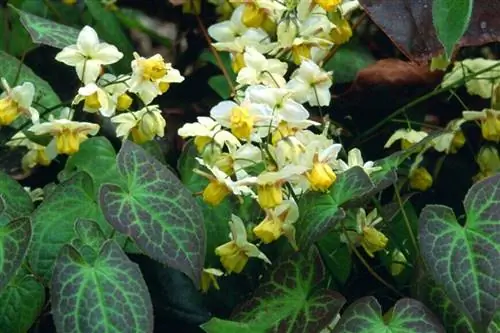 Эпимедиум разноцветный 'сульфуреум'