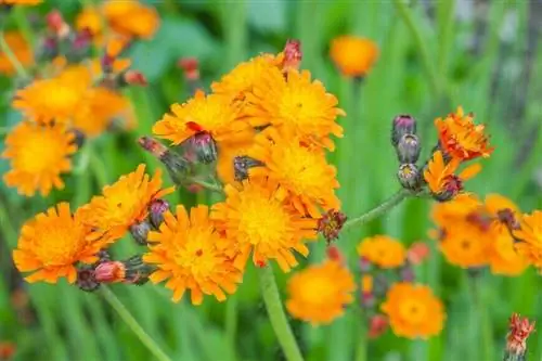 Ястреб оранжевый (Hieracium aurantiacum)