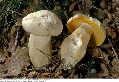 Синюшная энтолома