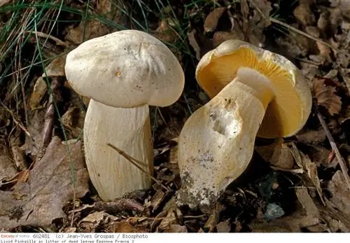 Синюшная энтолома: остерегайтесь путаницы