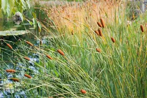 Масетта Typha широколистная