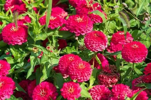 Цинния элегантная 'Dreamland Rose'