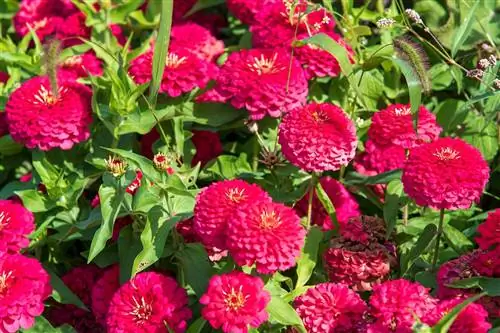 Цинния: взрыв цвета все лето