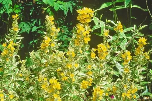 Lysimachia punctata 'александр'