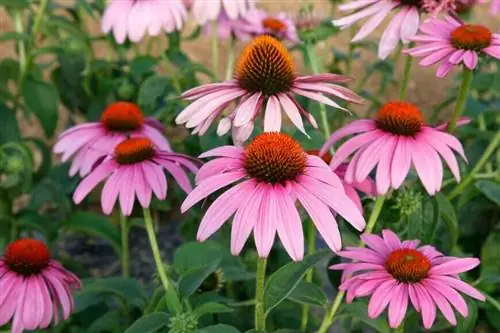 Эхинацея пурпурная 'Prairie Splendor' Deep Rose