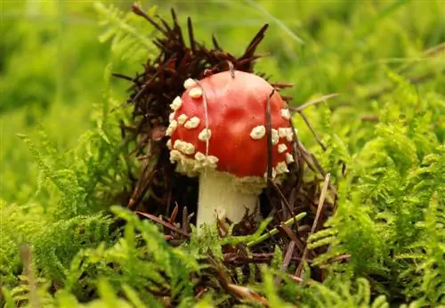 Мухомор: красивый красный гриб с белыми точками на рисунках