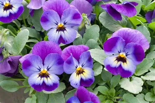 Фиалка: неброское растение с очень ярким цветением