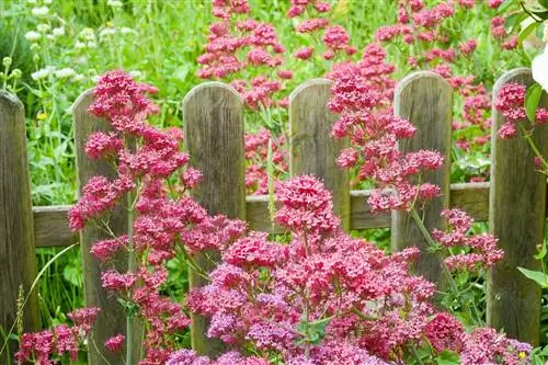 Валериана: деревенский многолетник с ароматным цветением