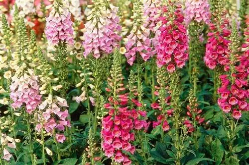 Наперстянка пурпурная Камелот