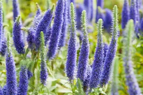 Вероника колючая 'Королевская свеча'