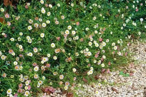 Fleabane (Erigeron), почвопокровное растение на краю гравийной дороги -j.webp