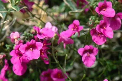 диасция 'маленькая очаровательница'