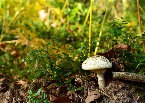 Phalloides amanita: самый смертоносный из грибов