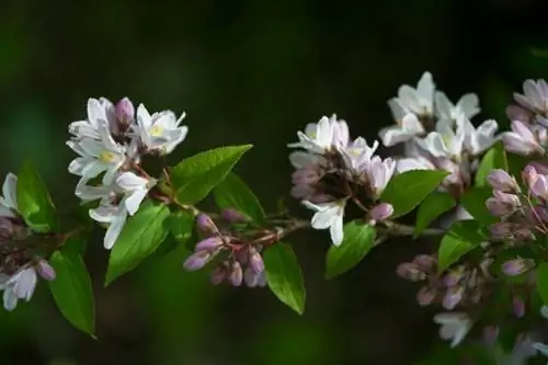 Дейция изящная 'Розеа'