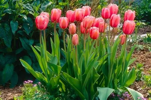 тюльпан Дарвин 'розовое впечатление'