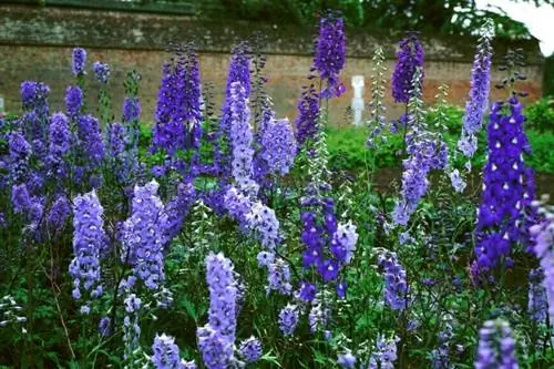 Дельфиниум комок