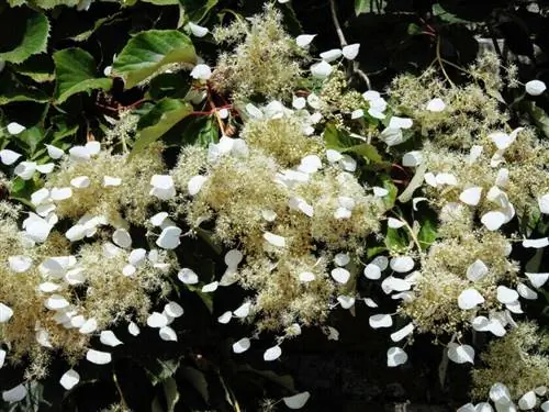 Шизофрагма