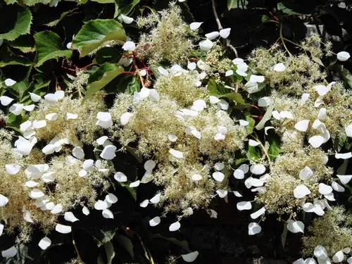 Шизофрагма: альпинист прямиком из Японии