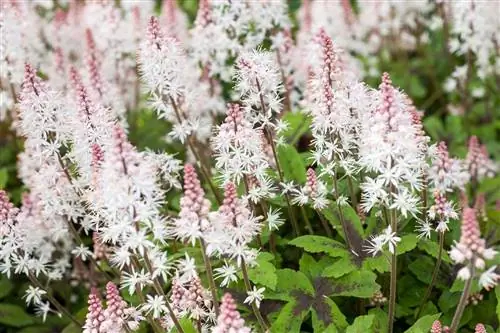 Тиарелла: цветущее многолетнее растение для покрытия затененных участков