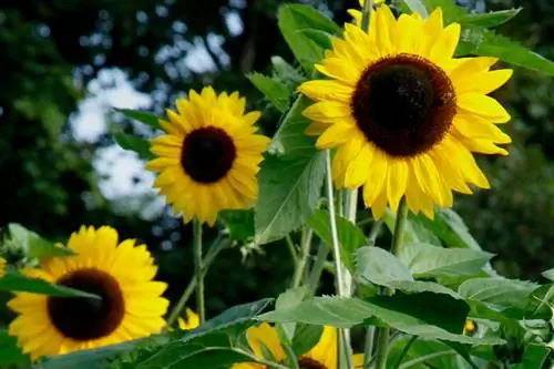 Подсолнух: растение с ярким цветением