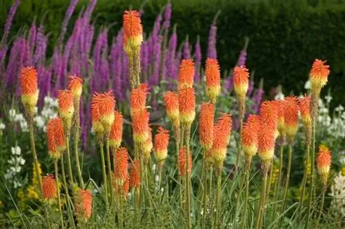 Тритом длинногрядчатый (Kniphofia uvaria)