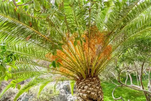 Финиковая пальма Канарских островов: пальма с очень графическим размахом