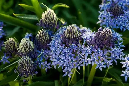 Пролеска перуанская