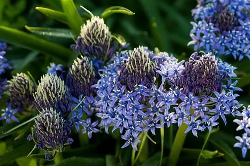 Кальмар: луковичное растение, которое легко натурализовать