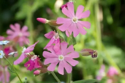 Двудомный кампион, silena dioica.