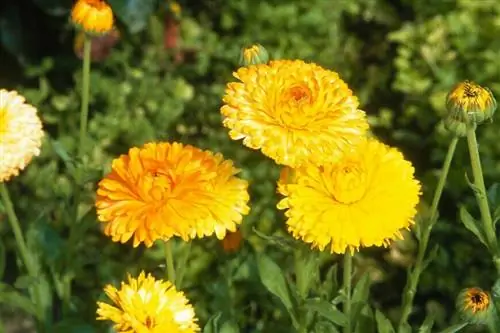 бархатцы или календула