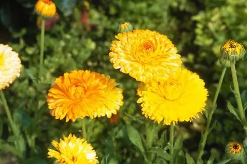 Бархатцы: для красочного сада с весны до осени