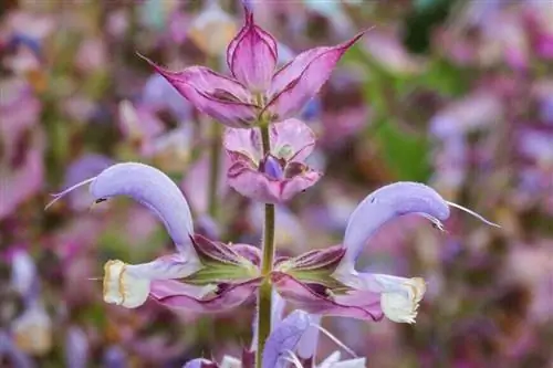 Сальвия Скларея