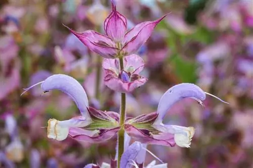 Шалфей мускатный: декоративное и ароматическое растение