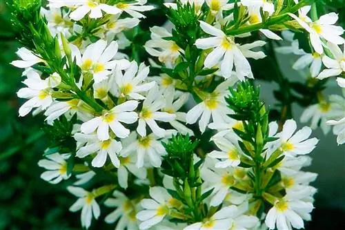 Сцевола: каскады цветов для балконов