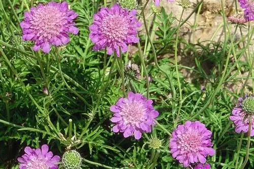 Scabiosa columbaria 'голубая бабочка'