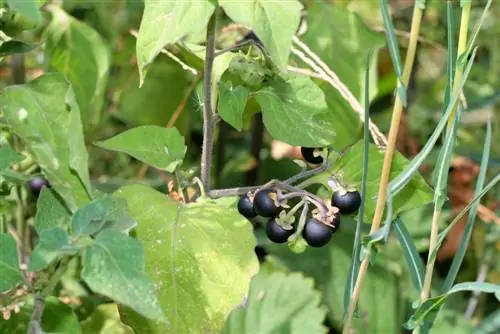 Паслен черный: травянистое растение с плохой репутацией