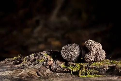 Трюфель: благороднейший из грибов