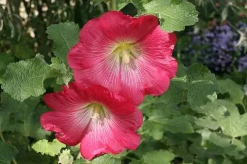 мальва Alcea Rosea