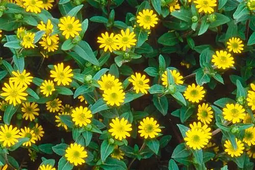 Санвиталия: миниатюрный подсолнух для освещения сада