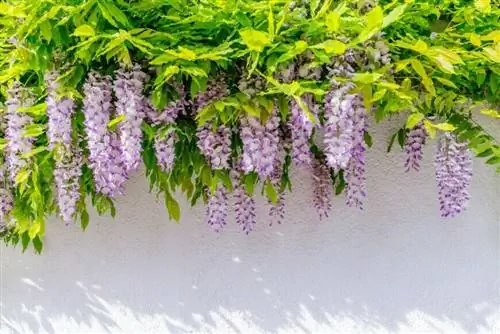 Глициния