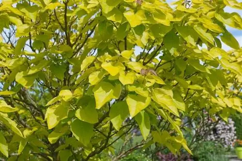 Катальпа (Catalpa bignonioides)