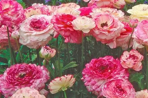 Ranunculus asiaticus 'friandine'