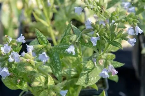 Пульмонария (Pulmonaria officinalis) 'Опал' с пестрыми листьями.