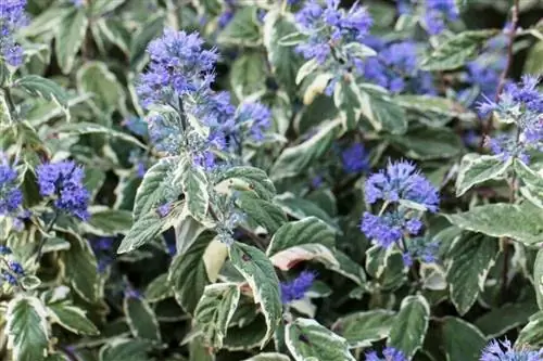 Caryopteris x clandonensis 'White Surprise' в цветке