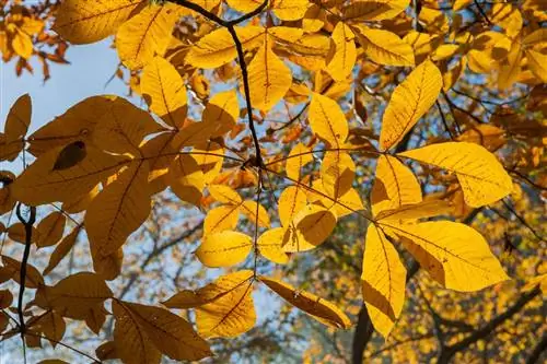 Гикори: декоративное и очень продуктивное дерево