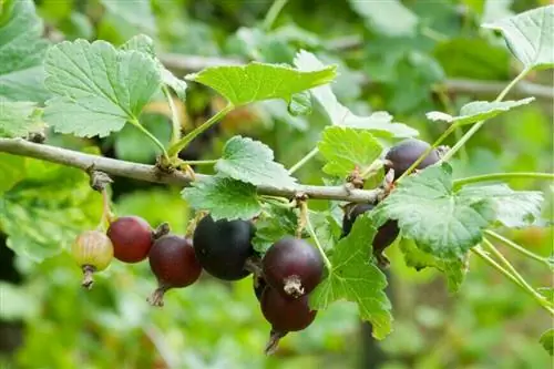 Казей: гибридный кустарник черной смородины и крыжовника.